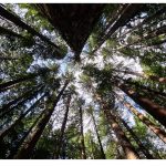 Redwoods trees