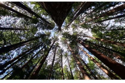 Redwoods trees