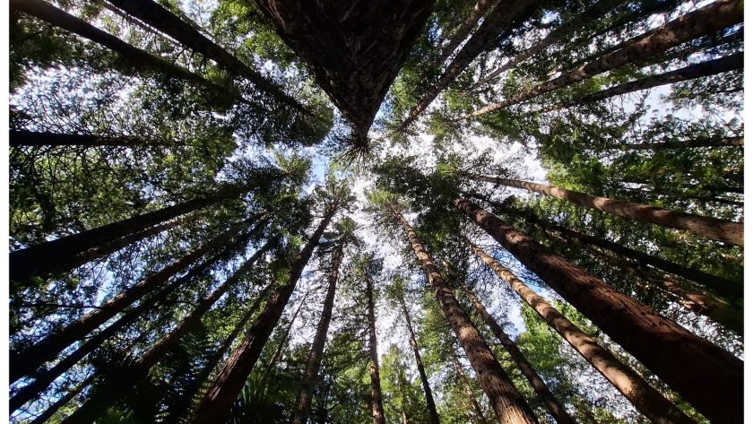 Redwoods trees
