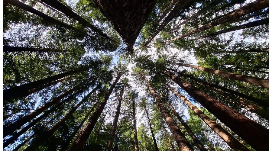 Redwoods trees